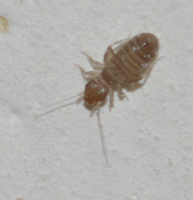 Liposcelis sp. (Liposcelididae)